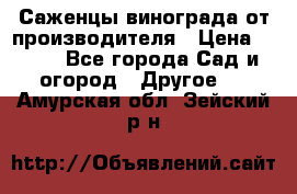 Саженцы винограда от производителя › Цена ­ 800 - Все города Сад и огород » Другое   . Амурская обл.,Зейский р-н